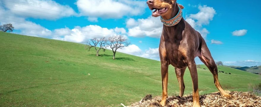 Doberman Pinscher – The Brave Guard Dog!